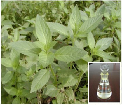 Mentha Arvensis Oil